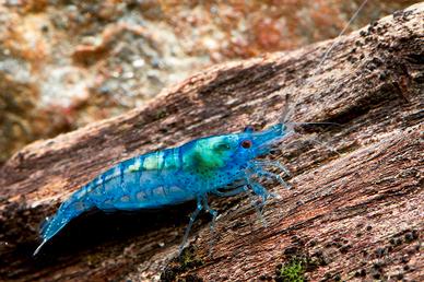 Gamberetti nani per acquario caridine neocaridine