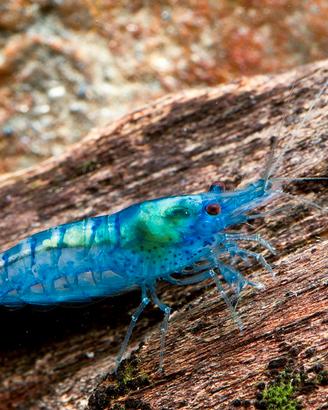 Gamberetti nani per acquario caridine neocaridine
