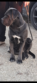 Cane corso cuccioli