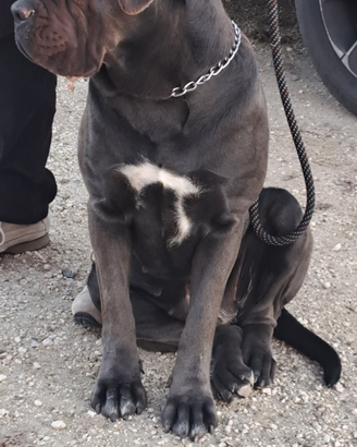 Cane corso cuccioli