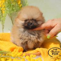 Spitz nano (pomerania) cuccioli pedigree orange