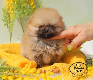 Spitz nano (pomerania) cuccioli pedigree orange