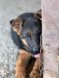 Cuccioli di pastore tedesco