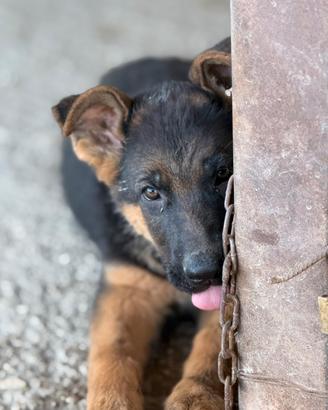 Cuccioli di pastore tedesco