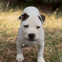 Amstaff