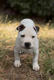 Amstaff
