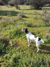 cane tutta caccia bracco 