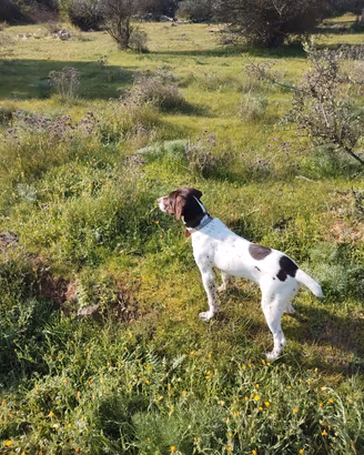 cane tutta caccia bracco 
