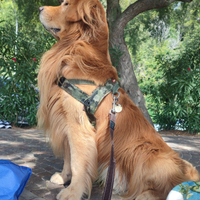 Golden Retriever Americano per fidanzata