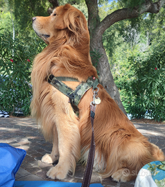 Golden Retriever Americano per fidanzata