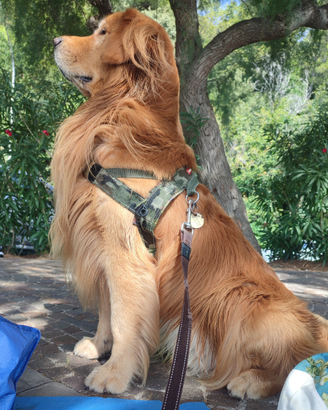 Golden Retriever Americano per fidanzata