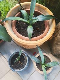 piante grasse AGAVE