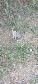 Gattina Lucy