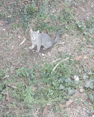 Gattina Lucy