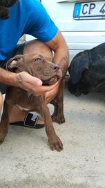 cuccioli cani corso 