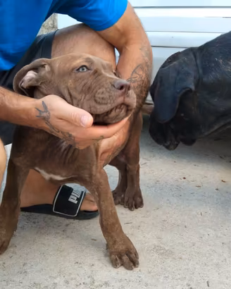 cuccioli cani corso 