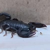 Scorpioni (Euscorpius italicus Herbst, 1800)