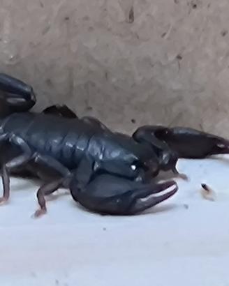 Scorpioni (Euscorpius italicus Herbst, 1800)