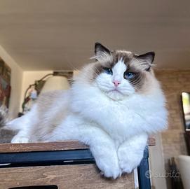 Ragdoll maschio rehoming