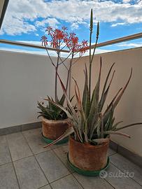 Piante di aloe