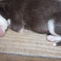 Cuccioli siberian husky