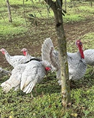 Tacchino Lilla di Corticella