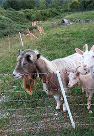 Capra becco Toggemburg