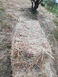 Fieno di campo