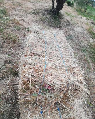 Fieno di campo