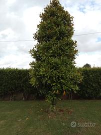 Pianta Magniolia