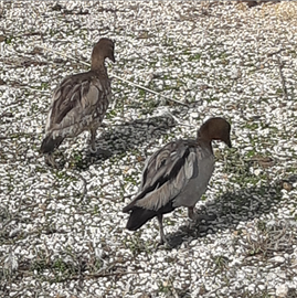 Coppia oche australiane