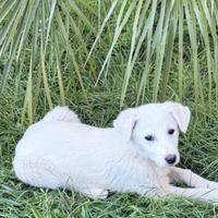 Cuccioli maremanno