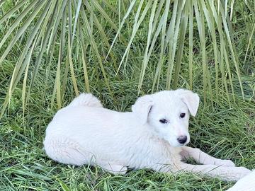 Cuccioli maremanno
