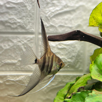 10 scalari 25 e u r o