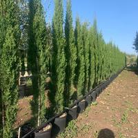 Pianta cipresso toscano 150/160 cm