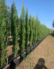 Pianta cipresso toscano 150/160 cm