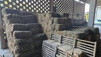 Fieno in balline x bestiame