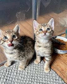 Cuccioli savannah f6