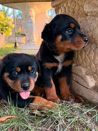 Rottweiler