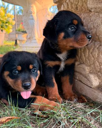Rottweiler