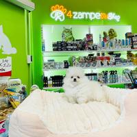 Spitz di Pomerania MINI