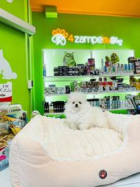 Spitz di Pomerania MINI