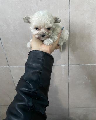 Cucciolini maltipoo taglia toy varie colorazioni