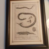 stampe incisioni varie