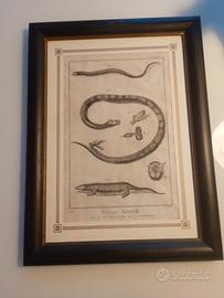 stampe incisioni varie