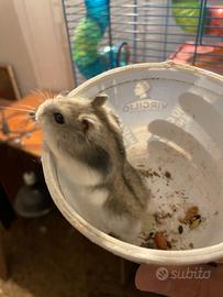 Cuccioli di criceto russo