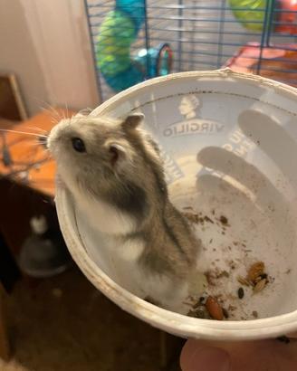 Cuccioli di criceto russo