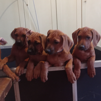 Cucciola di Rhodesian Ridgeback