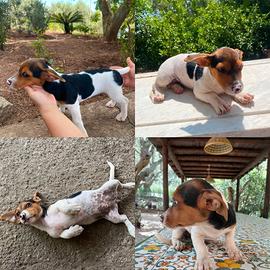 Cuccioli di jack Russel