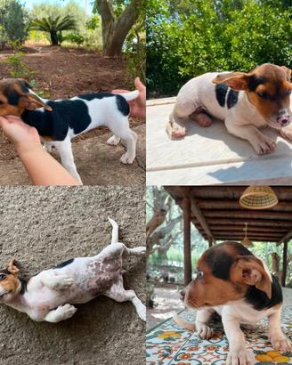Cuccioli di jack Russel